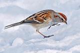 Sparrow On Snow_24381